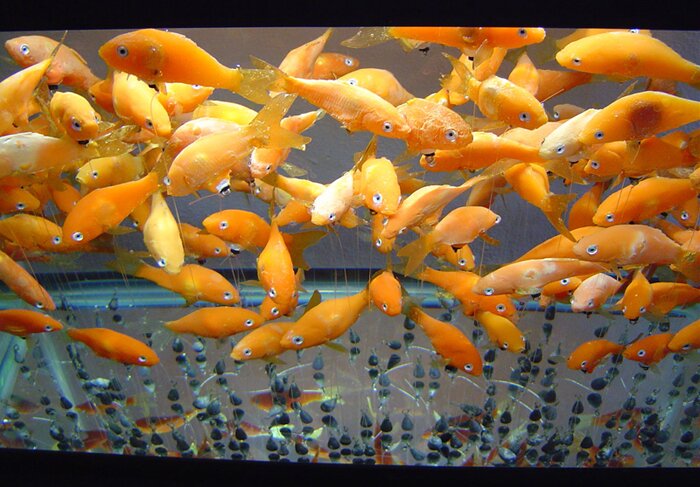 detail of goldfish in tank